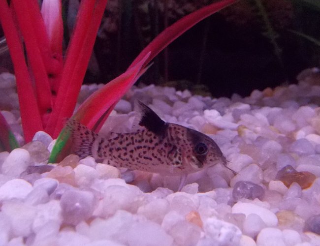 freshwater fish - corydoras melanistius - bluespotted corydoras stocking in 29 gallons tank - Melanistus Corydora freshwater fish - corydoras melanistius - bluespotted corydoras stocking in 29 gallons tank - Melanistus Corydora