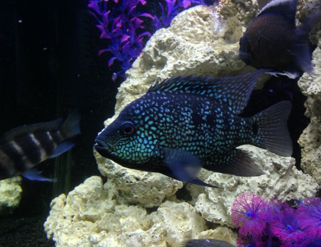 freshwater fish - herichthys cynoguttatus - texas cichlid stocking in 100 gallons tank - My Texas cichlid freshwater fish - herichthys cynoguttatus - texas cichlid stocking in 100 gallons tank - My Texas cichlid