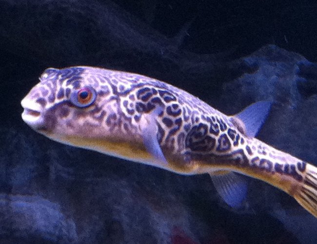 freshwater fish - tetraodon biocellatus - figure 8 puffer stocking in 110 gallons tank - None freshwater fish - tetraodon biocellatus - figure 8 puffer stocking in 110 gallons tank - None