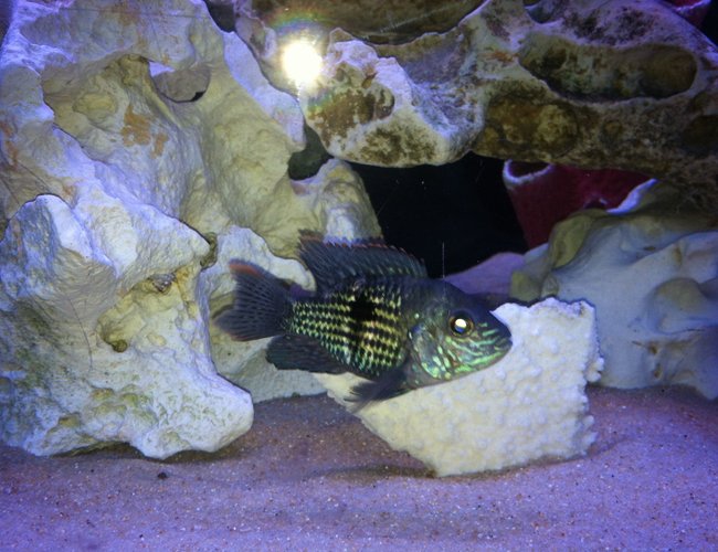 freshwater fish - herichthys cynoguttatus - texas cichlid stocking in 110 gallons tank - None freshwater fish - herichthys cynoguttatus - texas cichlid stocking in 110 gallons tank - None