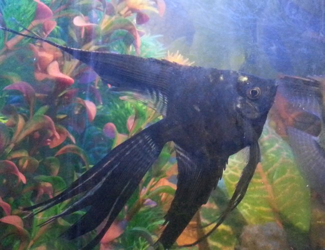 freshwater fish - pterophyllum sp. - black veil angel stocking in 50 gallons tank - Love his long fins. Longest i have seen freshwater fish - pterophyllum sp. - black veil angel stocking in 50 gallons tank - Love his long fins. Longest i have seen