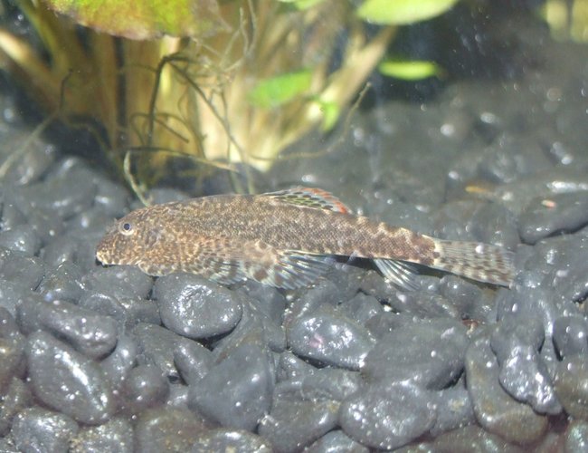 freshwater fish - pseudogastromyzon cheni - chinese hillstream loach stocking in 50 gallons tank - Hillstream Loach (Pseudogastromyzon) freshwater fish - pseudogastromyzon cheni - chinese hillstream loach stocking in 50 gallons tank - Hillstream Loach (Pseudogastromyzon)