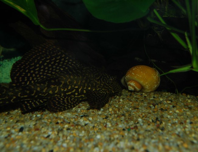 freshwater fish - pterygoplichthys joselimaianus - gold spotted pleco (l-001, l-022) stocking in 130 gallons tank freshwater fish - pterygoplichthys joselimaianus - gold spotted pleco (l-001, l-022) stocking in 130 gallons tank