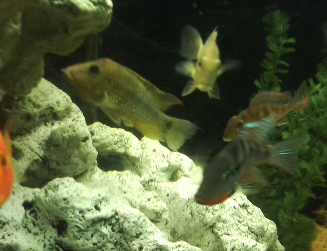 freshwater fish - thorichthys meeki - firemouth cichlid stocking in 135 gallons tank - EARTH EATERS AND FIREMOUTH freshwater fish - thorichthys meeki - firemouth cichlid stocking in 135 gallons tank - EARTH EATERS AND FIREMOUTH