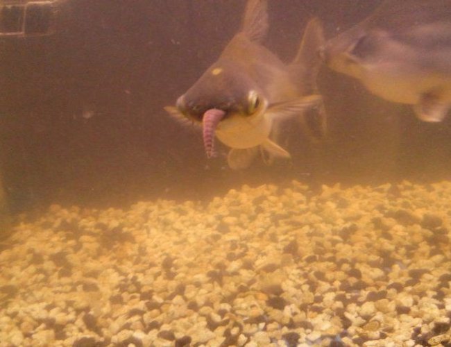 freshwater fish - carassius auratus - black moor goldfish stocking in 55 gallons tank freshwater fish - carassius auratus - black moor goldfish stocking in 55 gallons tank