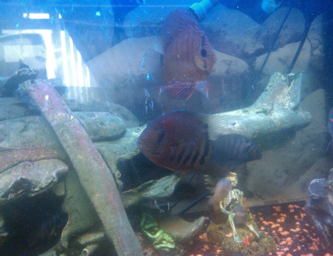 freshwater fish - heros sp. rotkeil - redheaded severum stocking in 65 gallons tank - wild rotkiel severum with the discus freshwater fish - heros sp. rotkeil - redheaded severum stocking in 65 gallons tank - wild rotkiel severum with the discus