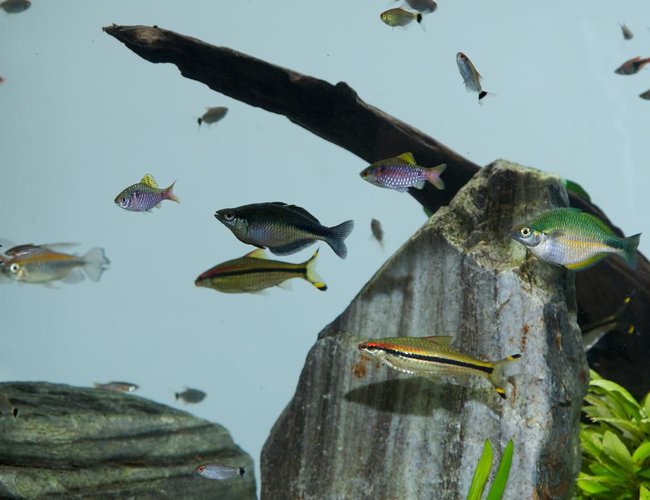 freshwater fish - barbus denisonii - denison barb stocking in 180 gallons tank - Close-up of some fish on the 180 gallon tank freshwater fish - barbus denisonii - denison barb stocking in 180 gallons tank - Close-up of some fish on the 180 gallon tank