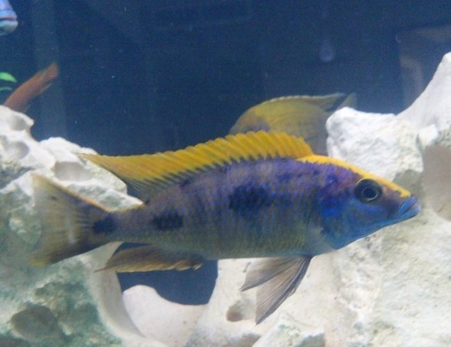 freshwater fish - otopharynx lithobates - sulphur crested lithobate stocking in 270 gallons tank - Yellow blaze freshwater fish - otopharynx lithobates - sulphur crested lithobate stocking in 270 gallons tank - Yellow blaze
