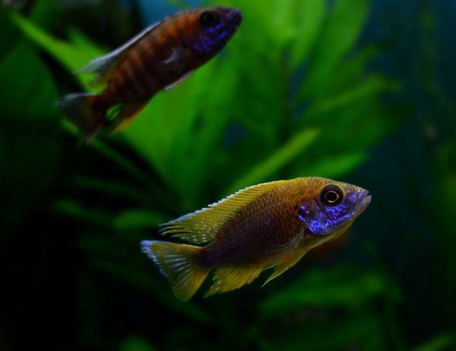 freshwater fish - aulonocara hansbaenschi - red peacock cichlid stocking in 70 gallons tank - colorful peacock cichlid freshwater fish - aulonocara hansbaenschi - red peacock cichlid stocking in 70 gallons tank - colorful peacock cichlid