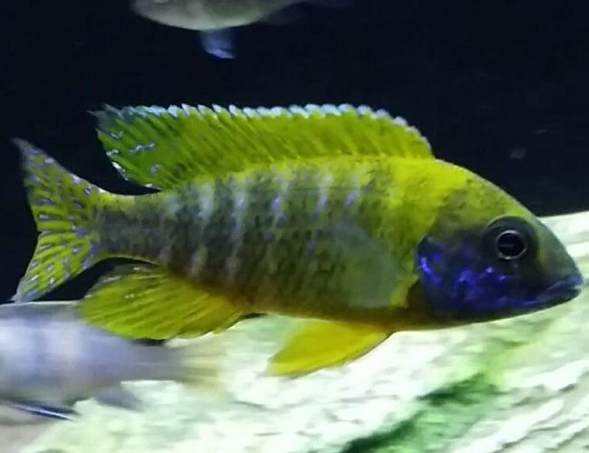 freshwater fish - aulonocara baenschi - sunshine peacock stocking in 55 gallons tank - Sunshine Peacock freshwater fish - aulonocara baenschi - sunshine peacock stocking in 55 gallons tank - Sunshine Peacock
