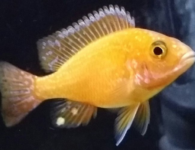 freshwater fish - aulonocara sp. - dragon blood peacock stocking in 55 gallons tank - Dragón Blood Cichlid freshwater fish - aulonocara sp. - dragon blood peacock stocking in 55 gallons tank - Dragón Blood Cichlid