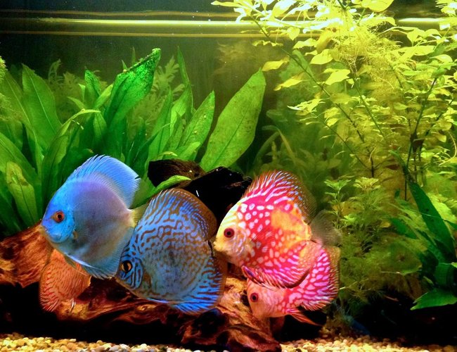 freshwater fish - symphysodon sp. - blue diamond discus stocking in 40 gallons tank - discus freshwater fish - symphysodon sp. - blue diamond discus stocking in 40 gallons tank - discus