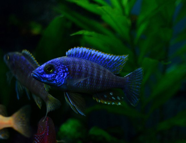 freshwater fish - aulonocara nyassae - blue peacock cichlid stocking in 70 gallons tank - Blue peacock freshwater fish - aulonocara nyassae - blue peacock cichlid stocking in 70 gallons tank - Blue peacock