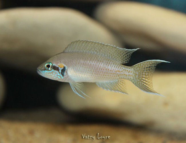 freshwater fish - neolamprologus brichardi - brichardi cichlid stocking in 90 gallons tank - Neolamprologus brichardi freshwater fish - neolamprologus brichardi - brichardi cichlid stocking in 90 gallons tank - Neolamprologus brichardi