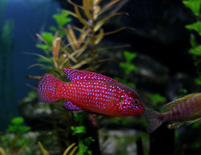 freshwater fish - hemichromis bimaculatus - jewel cichlid stocking in 70 gallons tank - red Jewel Cichlid freshwater fish - hemichromis bimaculatus - jewel cichlid stocking in 70 gallons tank - red Jewel Cichlid