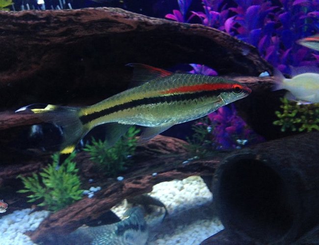 freshwater fish - barbus denisonii - denison barb stocking in 125 gallons tank - nearly 5 inch roseline shark(denison barb) he is the biggest out of my 5 denison barbs freshwater fish - barbus denisonii - denison barb stocking in 125 gallons tank - nearly 5 inch roseline shark(denison barb) he is the biggest out of my 5 denison barbs