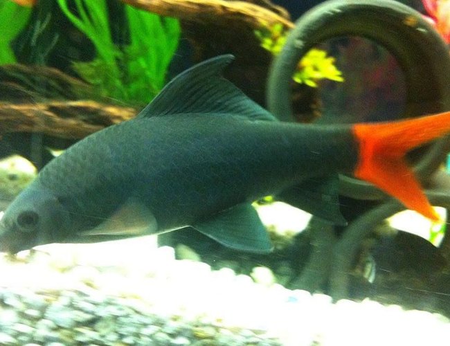 freshwater fish - epalzeorhynchos bicolor - redtail shark stocking in 125 gallons tank - another pic of my big 5 1/2 inch redtail shark. he was only 4 1/2 inches in this picture but this is my best ever pic of him freshwater fish - epalzeorhynchos bicolor - redtail shark stocking in 125 gallons tank - another pic of my big 5 1/2 inch redtail shark. he was only 4 1/2 inches in this picture but this is my best ever pic of him