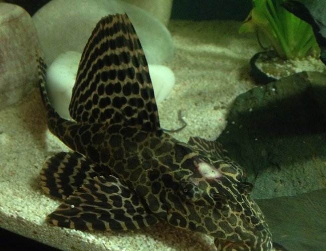 freshwater fish - glyptoperichthys gibbiceps - sailfin pleco (l-83) stocking in 13 gallons tank - injured pleco. freshwater fish - glyptoperichthys gibbiceps - sailfin pleco (l-83) stocking in 13 gallons tank - injured pleco.