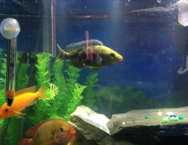 freshwater fish - nimbochromis venustus - venustus cichlid stocking in 55 gallons tank - Nice freshwater fish - nimbochromis venustus - venustus cichlid stocking in 55 gallons tank - Nice
