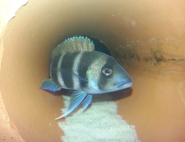 freshwater fish - cyphotilapia frontosa - frontosa cichlid stocking in 75 gallons tank - Frontosa slowly getting bigger freshwater fish - cyphotilapia frontosa - frontosa cichlid stocking in 75 gallons tank - Frontosa slowly getting bigger