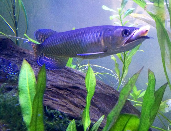 freshwater fish - osteoglossum bicirrhosum - silver arowana stocking in 60 gallons tank - First kill for my baby Silver Arowana freshwater fish - osteoglossum bicirrhosum - silver arowana stocking in 60 gallons tank - First kill for my baby Silver Arowana