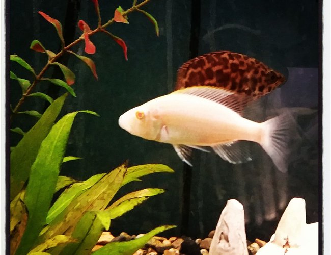 freshwater fish - aulonocara sp. - albino strawberry peacock stocking in 85 gallons tank - New member freshwater fish - aulonocara sp. - albino strawberry peacock stocking in 85 gallons tank - New member