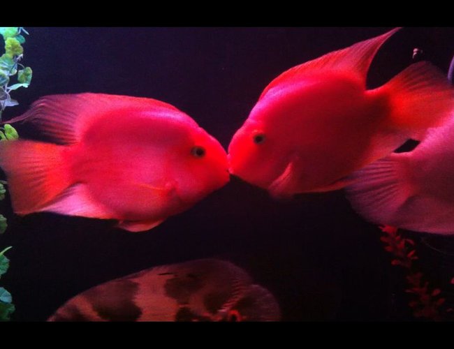 freshwater fish - heros severus x amphilophus citrinellum - blood parrot stocking in 140 gallons tank - My parrot cichlid freshwater fish - heros severus x amphilophus citrinellum - blood parrot stocking in 140 gallons tank - My parrot cichlid
