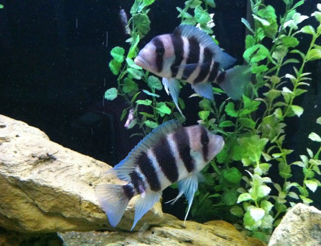 freshwater fish - cyphotilapia frontosa - frontosa cichlid stocking in 140 gallons tank - My frontosa. freshwater fish - cyphotilapia frontosa - frontosa cichlid stocking in 140 gallons tank - My frontosa.