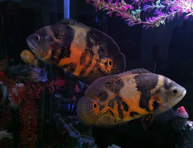 freshwater fish - astronotus ocellatus - tiger oscar stocking in 140 gallons tank - My oscars. freshwater fish - astronotus ocellatus - tiger oscar stocking in 140 gallons tank - My oscars.