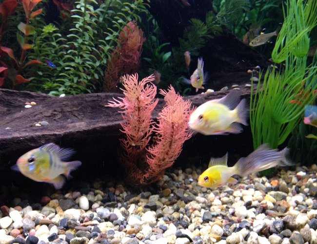 freshwater fish - papiliochromis ramirezi - german blue ram stocking in 135 gallons tank - German Blue and Golden Rams freshwater fish - papiliochromis ramirezi - german blue ram stocking in 135 gallons tank - German Blue and Golden Rams