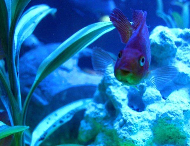 freshwater fish - heros severus x amphilophus citrinellum - blood parrot stocking in 60 gallons tank - Happy parrot! freshwater fish - heros severus x amphilophus citrinellum - blood parrot stocking in 60 gallons tank - Happy parrot!