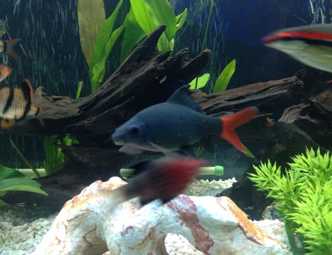 freshwater fish - epalzeorhynchos bicolor - redtail shark stocking in 125 gallons tank - 6 inch redtail shark freshwater fish - epalzeorhynchos bicolor - redtail shark stocking in 125 gallons tank - 6 inch redtail shark