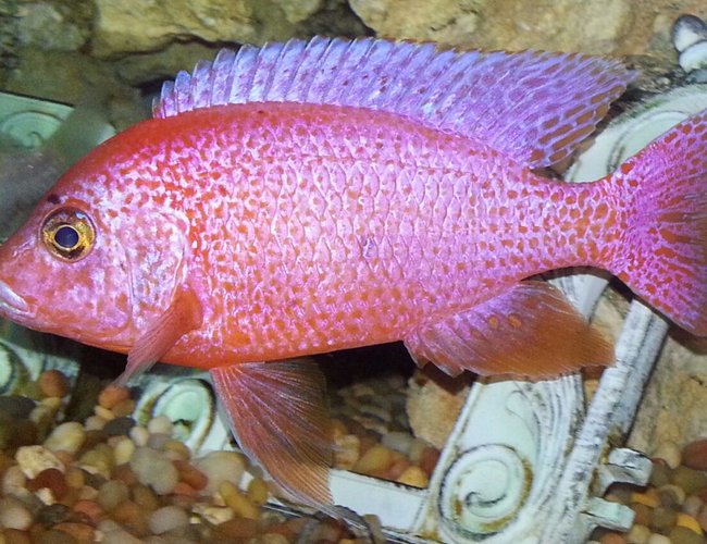 freshwater fish - haplochromis sp. - fire cichlid stocking in 75 gallons tank - Fire cichlid freshwater fish - haplochromis sp. - fire cichlid stocking in 75 gallons tank - Fire cichlid