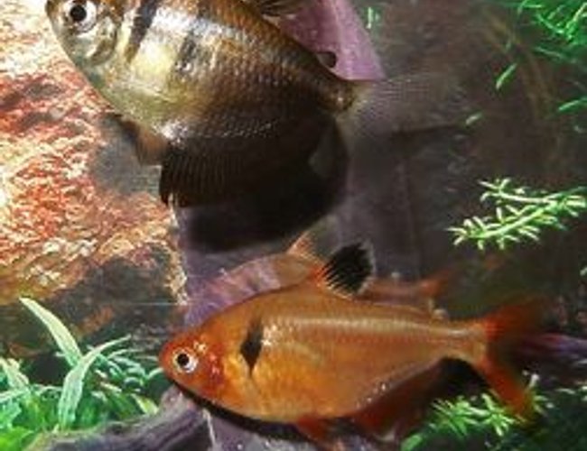 freshwater fish - hyphessobrycon callistus - red minor serpae tetra stocking in 10 gallons tank - My Black Skirt Tetra and Serpae Tetra freshwater fish - hyphessobrycon callistus - red minor serpae tetra stocking in 10 gallons tank - My Black Skirt Tetra and Serpae Tetra