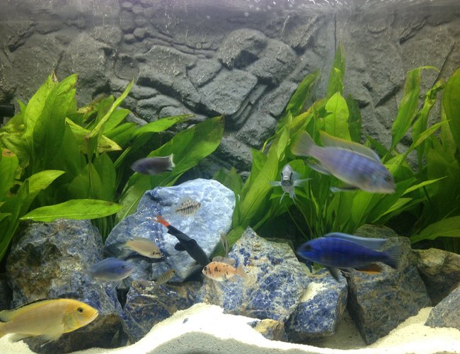 freshwater fish - epalzeorhynchos bicolor - redtail shark stocking in 100 gallons tank - Cichlids tank freshwater fish - epalzeorhynchos bicolor - redtail shark stocking in 100 gallons tank - Cichlids tank