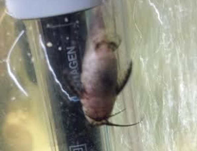 freshwater fish - synodontis nigriventris - upside down catfish stocking in 55 gallons tank - upside-down catfish freshwater fish - synodontis nigriventris - upside down catfish stocking in 55 gallons tank - upside-down catfish