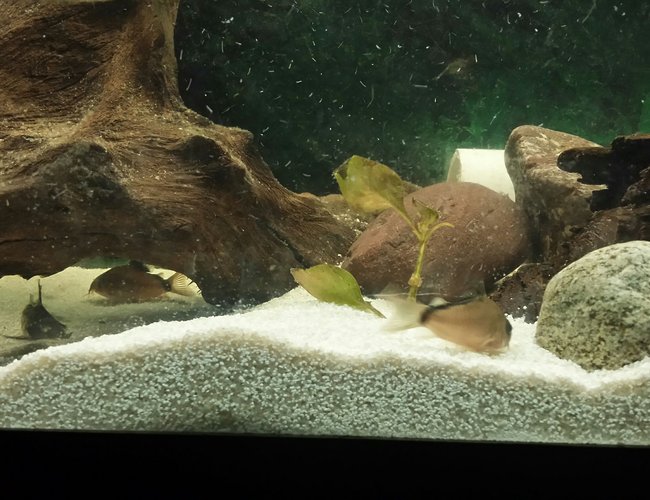 freshwater fish - corydoras metae - bandit cory stocking in 55 gallons tank - Bandit corys freshwater fish - corydoras metae - bandit cory stocking in 55 gallons tank - Bandit corys