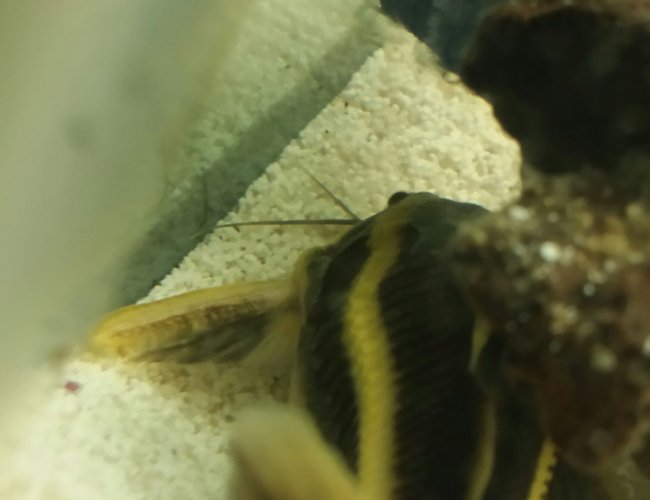 freshwater fish - platyodras armatulus - striped raphael catfish stocking in 55 gallons tank - Raphael catfish. Raph freshwater fish - platyodras armatulus - striped raphael catfish stocking in 55 gallons tank - Raphael catfish. Raph