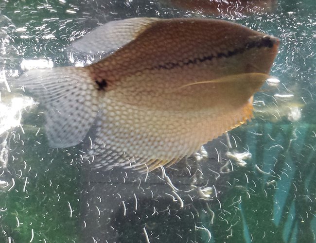 freshwater fish - trichogaster leeri - pearl gourami stocking in 55 gallons tank - Pearly.Our pearl gourami freshwater fish - trichogaster leeri - pearl gourami stocking in 55 gallons tank - Pearly.Our pearl gourami