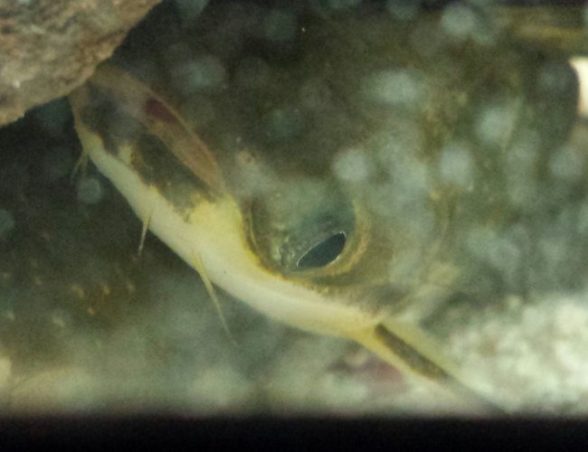 freshwater fish - auchenipterichthys thoracatus - zamora catfish stocking in 55 gallons tank - Zamora catfish. The three musketeers freshwater fish - auchenipterichthys thoracatus - zamora catfish stocking in 55 gallons tank - Zamora catfish. The three musketeers