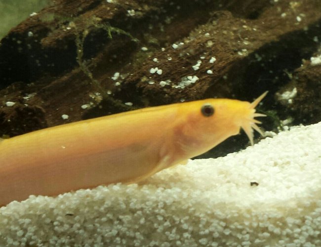 freshwater fish - misgurnus anguillicaudatus - dojo loach stocking in 55 gallons tank - Dragonite, dojo loach freshwater fish - misgurnus anguillicaudatus - dojo loach stocking in 55 gallons tank - Dragonite, dojo loach