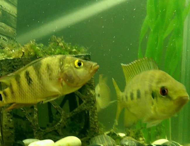 freshwater fish - cichlasoma urophthalmus - mayan cichlid stocking in 55 gallons tank - Mayan Cichlids. 29 gal. Freshwater. freshwater fish - cichlasoma urophthalmus - mayan cichlid stocking in 55 gallons tank - Mayan Cichlids. 29 gal. Freshwater.
