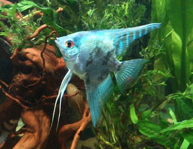 freshwater fish - pterophyllum sp. - blue angelfish stocking in 50 gallons tank - on of my smoky blue angels freshwater fish - pterophyllum sp. - blue angelfish stocking in 50 gallons tank - on of my smoky blue angels