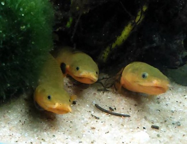 freshwater fish - erpetoichthys calabaricus - rope fish stocking in 50 gallons tank - Reed fish freshwater fish - erpetoichthys calabaricus - rope fish stocking in 50 gallons tank - Reed fish