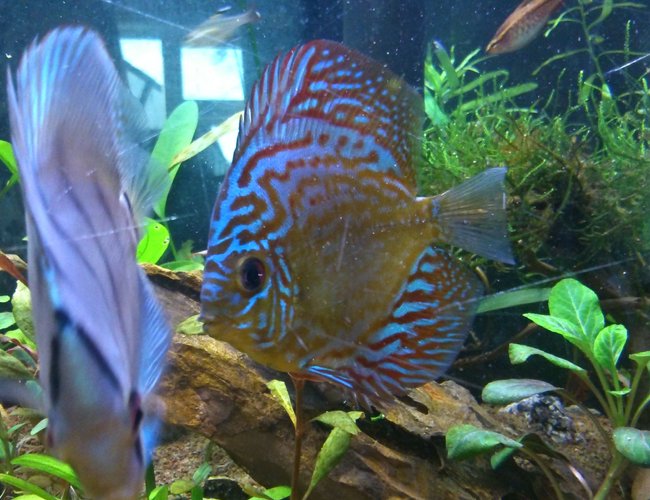 freshwater fish - symphysodon sp. - snakeskin discus stocking in 130 gallons tank - Big blue freshwater fish - symphysodon sp. - snakeskin discus stocking in 130 gallons tank - Big blue