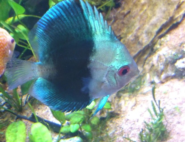 freshwater fish - symphysodon sp. - blue diamond discus stocking in 130 gallons tank - Left Black and blue. freshwater fish - symphysodon sp. - blue diamond discus stocking in 130 gallons tank - Left Black and blue.