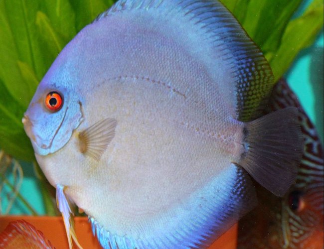 freshwater fish - symphysodon sp. - blue diamond discus stocking in 100 gallons tank - Ricky Lim Reflection D freshwater fish - symphysodon sp. - blue diamond discus stocking in 100 gallons tank - Ricky Lim Reflection D
