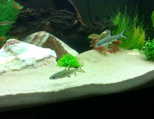 freshwater fish - balantiocheilus melanopterus - bala shark stocking in 50 gallons tank - Silver sharks freshwater fish - balantiocheilus melanopterus - bala shark stocking in 50 gallons tank - Silver sharks
