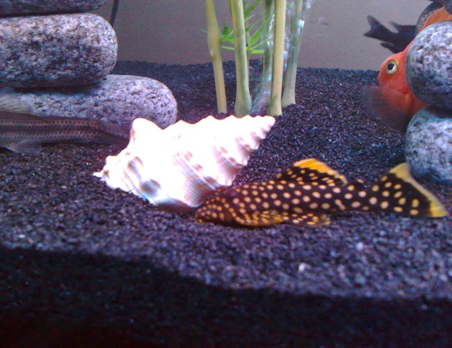 freshwater fish - baryancistrus sp. - gold nugget pleco (l-18) stocking in 80 gallons tank - Gold Nugget freshwater fish - baryancistrus sp. - gold nugget pleco (l-18) stocking in 80 gallons tank - Gold Nugget