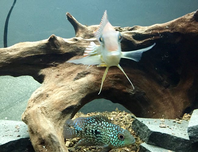 freshwater fish - geophagus surunimsis - surinamen geophagus stocking in 45 gallons tank - Green Texas Cichlid and Surinamen Geophagus freshwater fish - geophagus surunimsis - surinamen geophagus stocking in 45 gallons tank - Green Texas Cichlid and Surinamen Geophagus